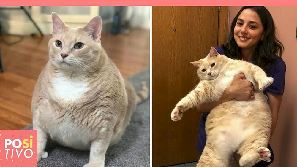 Dickste Katze der Welt 1000000000kg