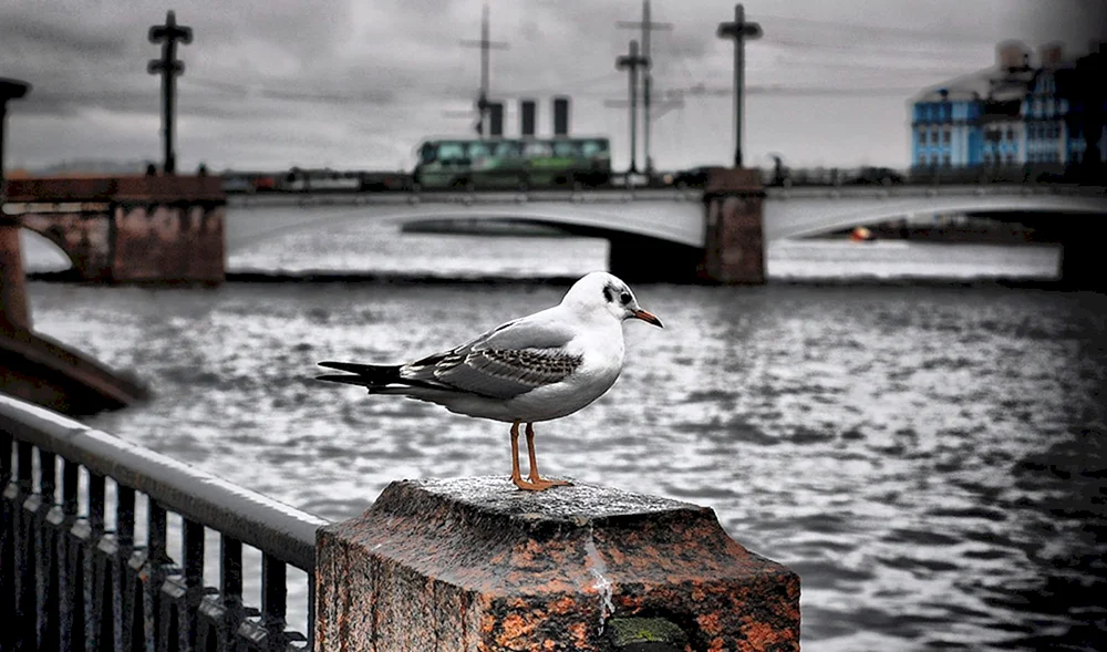Küstenvögel von St. Petersburg