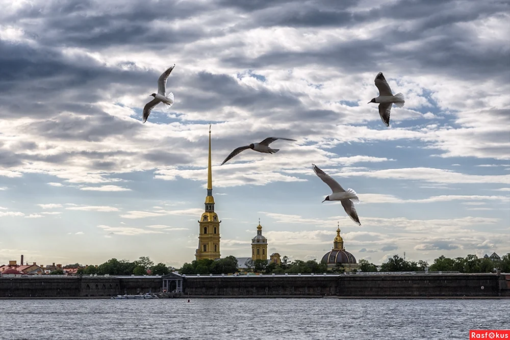 St. Petersburger Stare im Leningrader Gebiet St. Petersburger Newa-Möwen