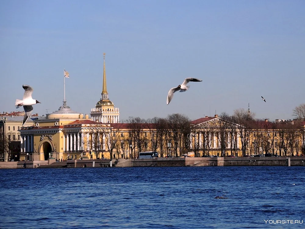 St. Petersburg. St. Petersburger Newa-Möwen