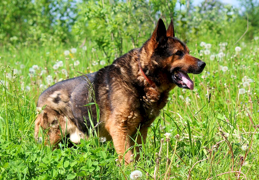 Sanmiguel-Schäferhund