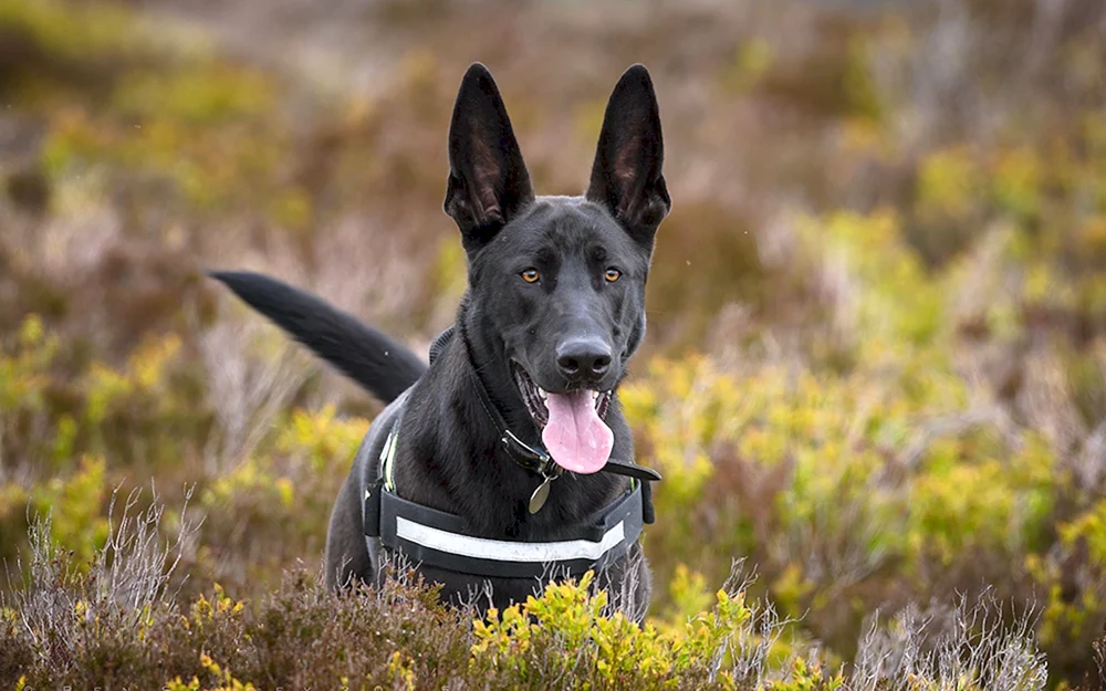 San Miguel Schäferhund