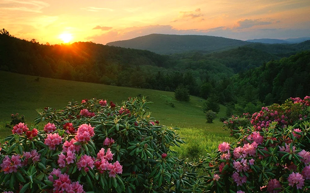 Sonnenuntergang Rhododendron