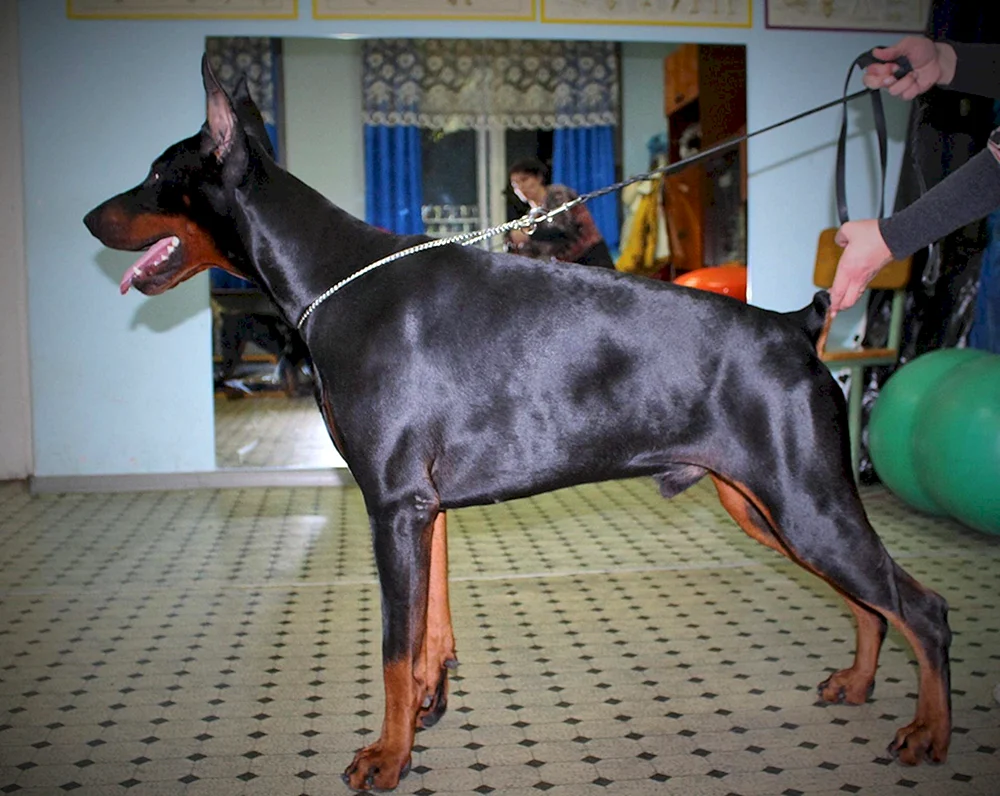 Carol Dobermann- Pinscher