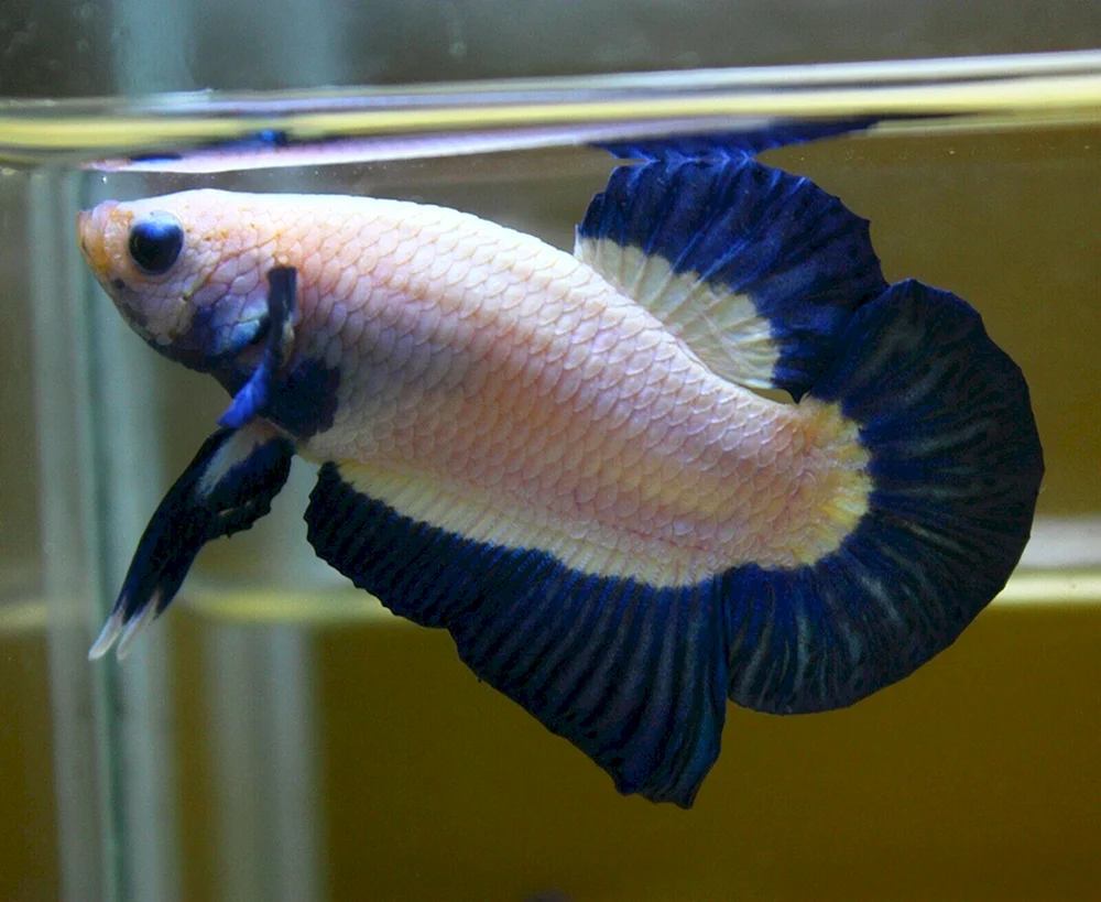 Cichlidae- Papagei