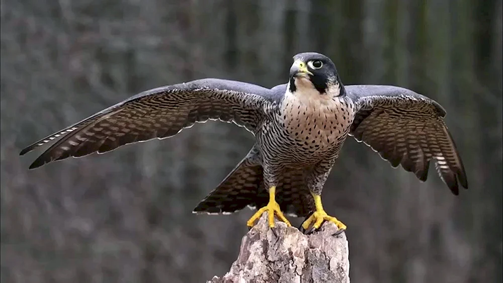 Wanderfalco peregrinus