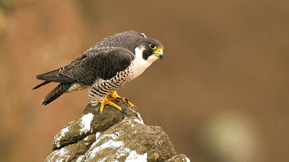 Wanderfalco peregrinus. Vogel