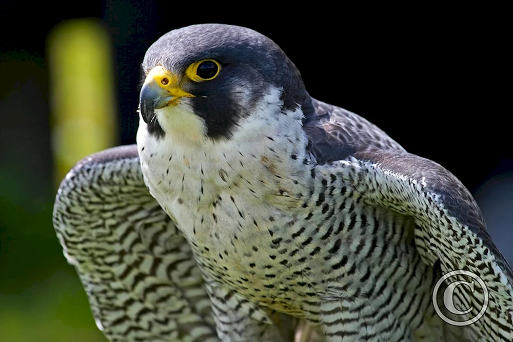 Wanderfalco peregrinus