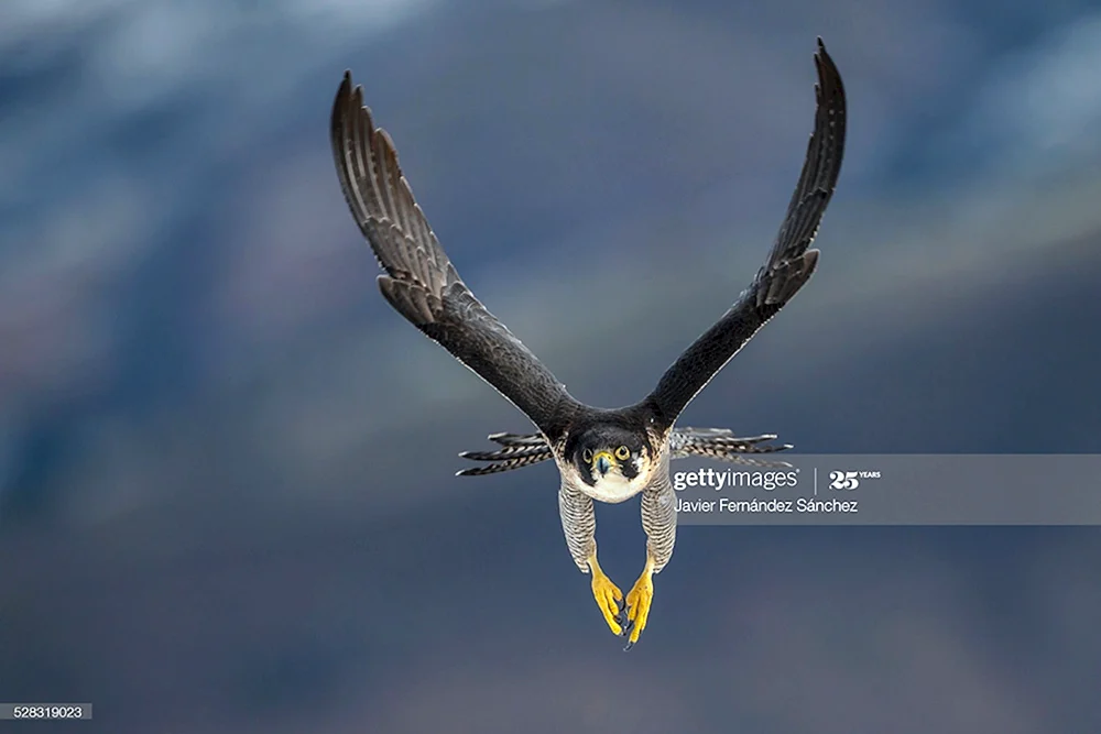 Adler König des Himmels 2014