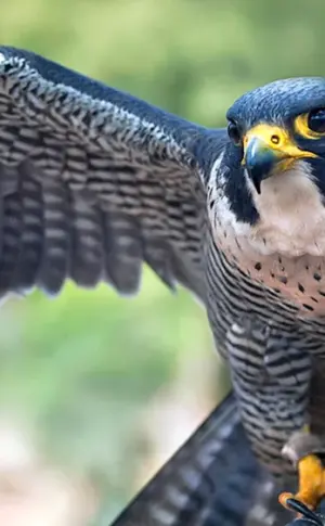 Wanderfalco peregrinus