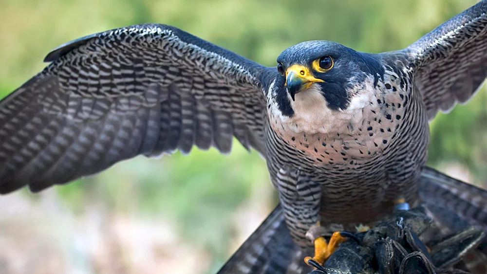 Wanderfalco peregrinus