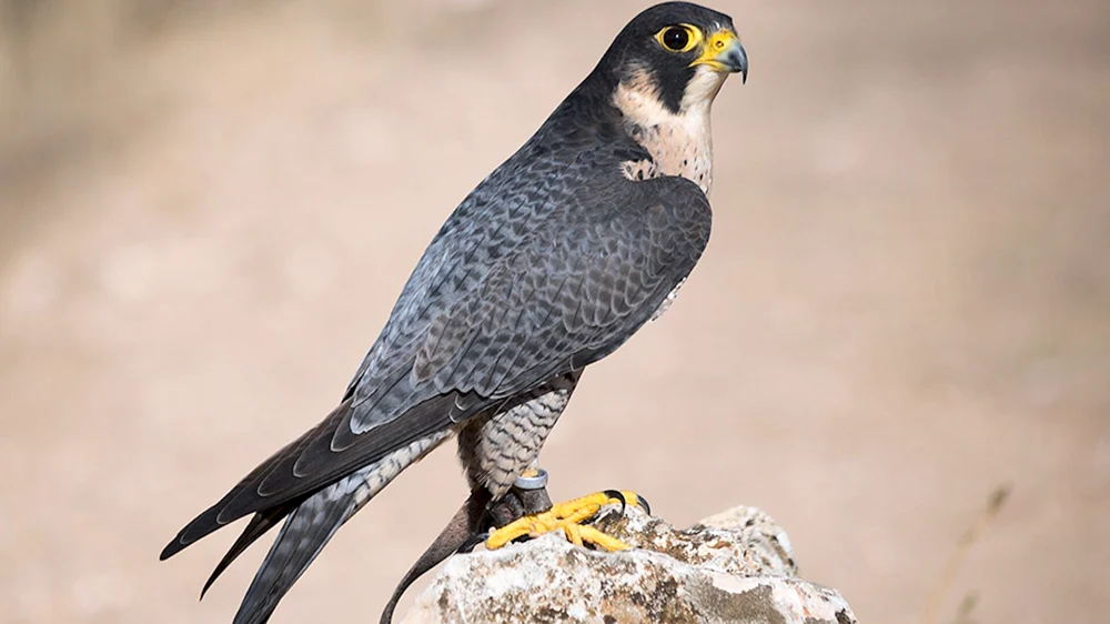 Wanderfalke im Sturzflug