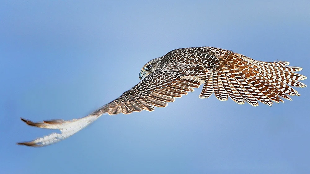 Flug des Wachtelhabichts
