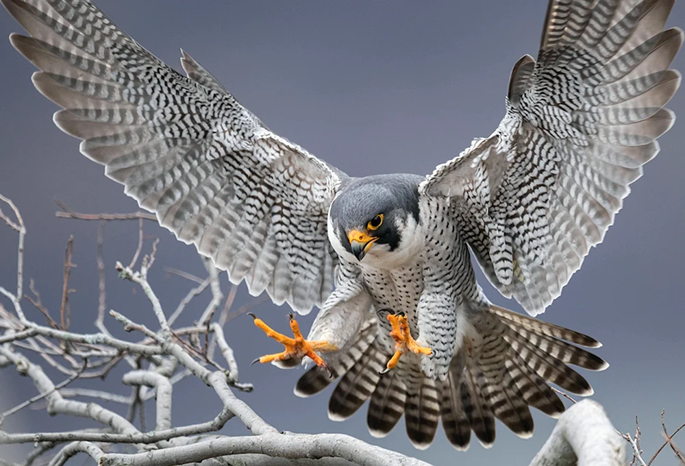 Weißer Falke Gyrfalke
