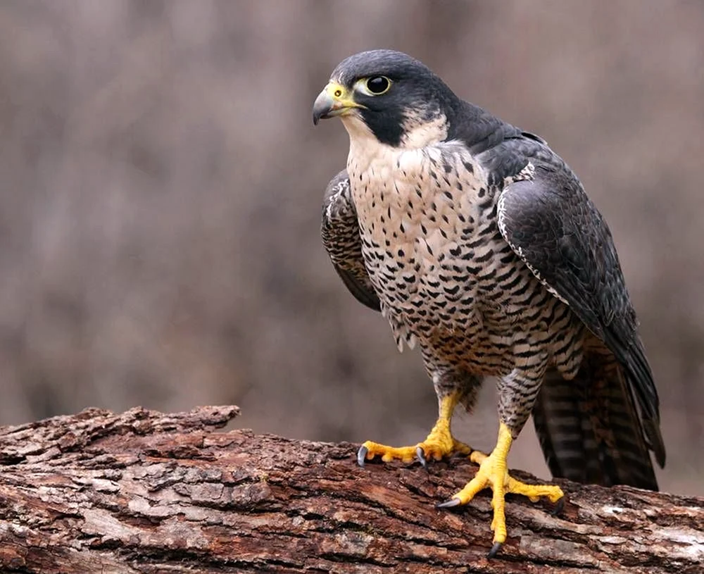 Wanderfalco peregrinus
