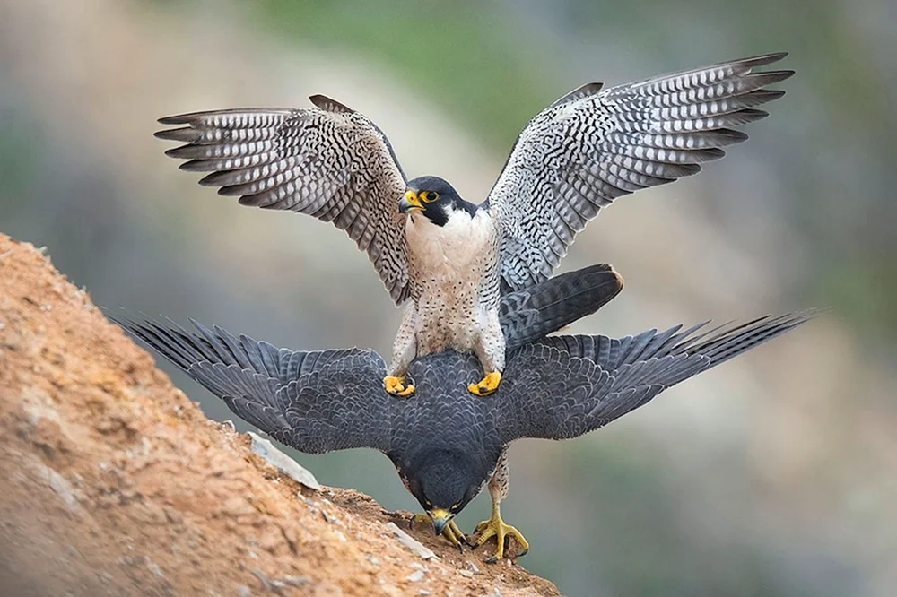 Wanderfalco peregrinus