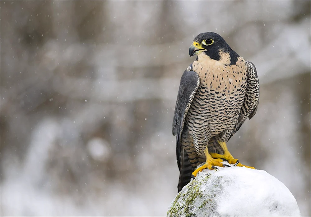 Wanderfalco peregrinus