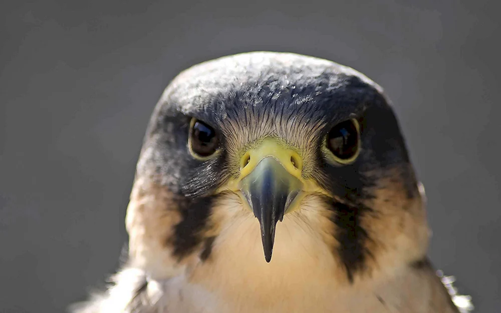 Wanderfalkenvogel