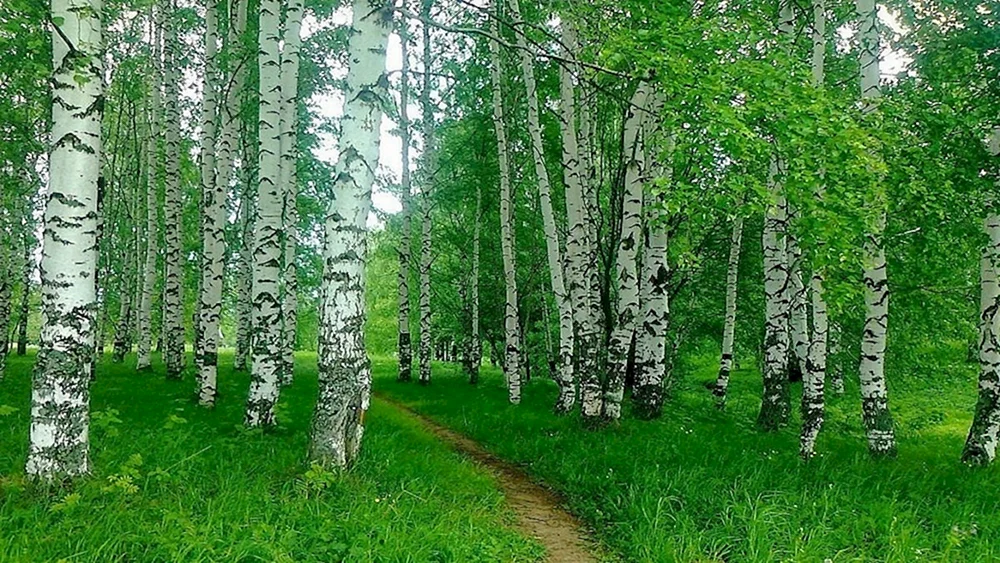 Saraktash Birkenhain
