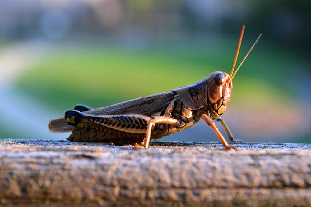 Sibirische Stute Locust