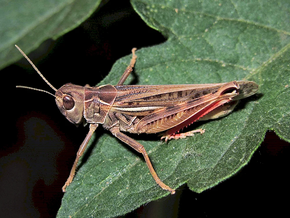 Lammfalter Steppe