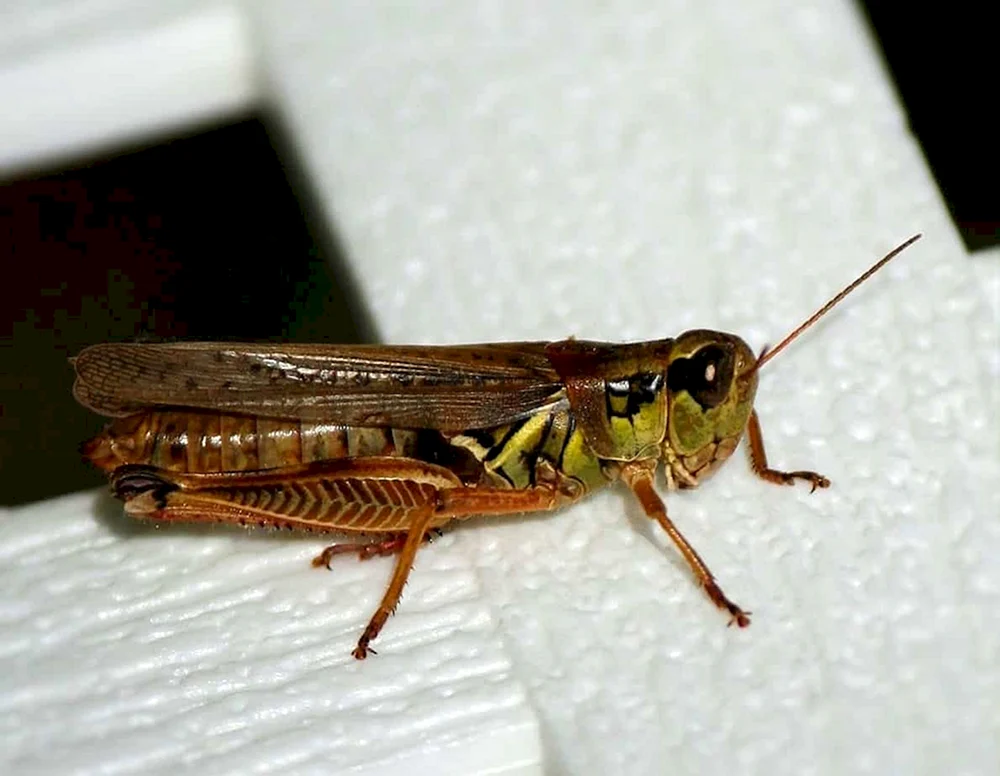 Sibirische Heuschrecke