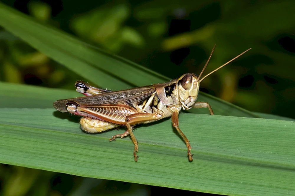 Heuschrecken Heuschrecke Heuschrecke Heuschrecke Heuschrecke Steppe Heuschrecke Heuschrecke Heuschrecke Heuschrecke Heuschrecke Steppe