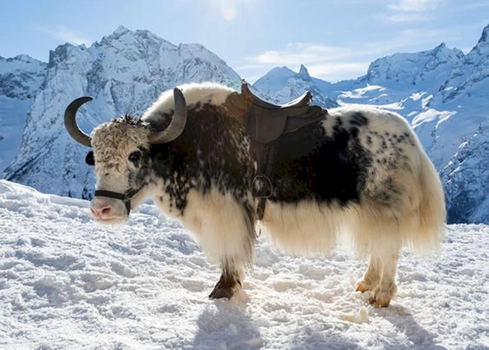 Sarlyk Mongolei