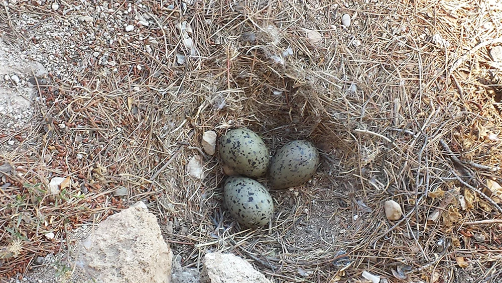 Sarich-Nest-Ei