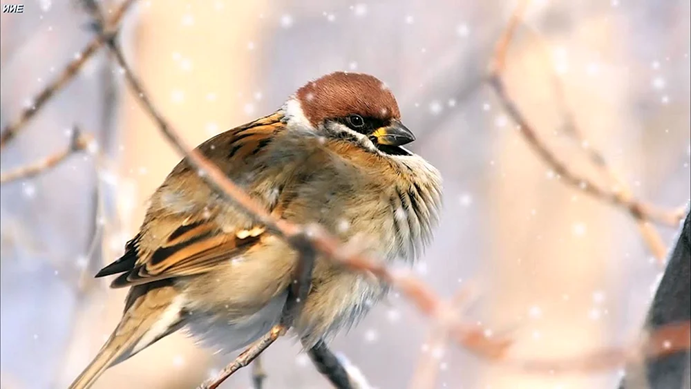 Flugspatz