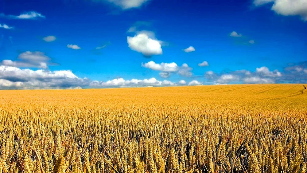 Saskatchewan-Weizenfeld