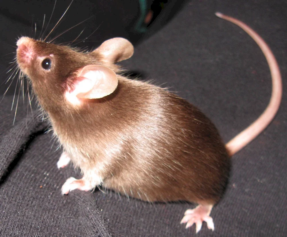 Dumbo Ratte