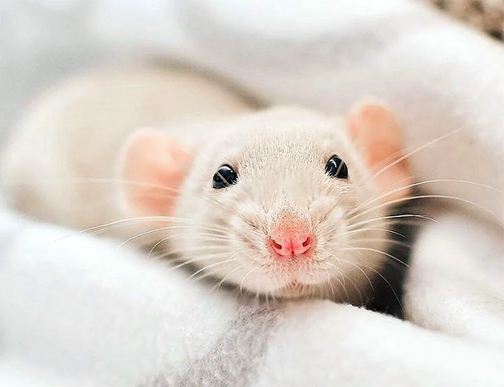 Satin Ratte Dumbo