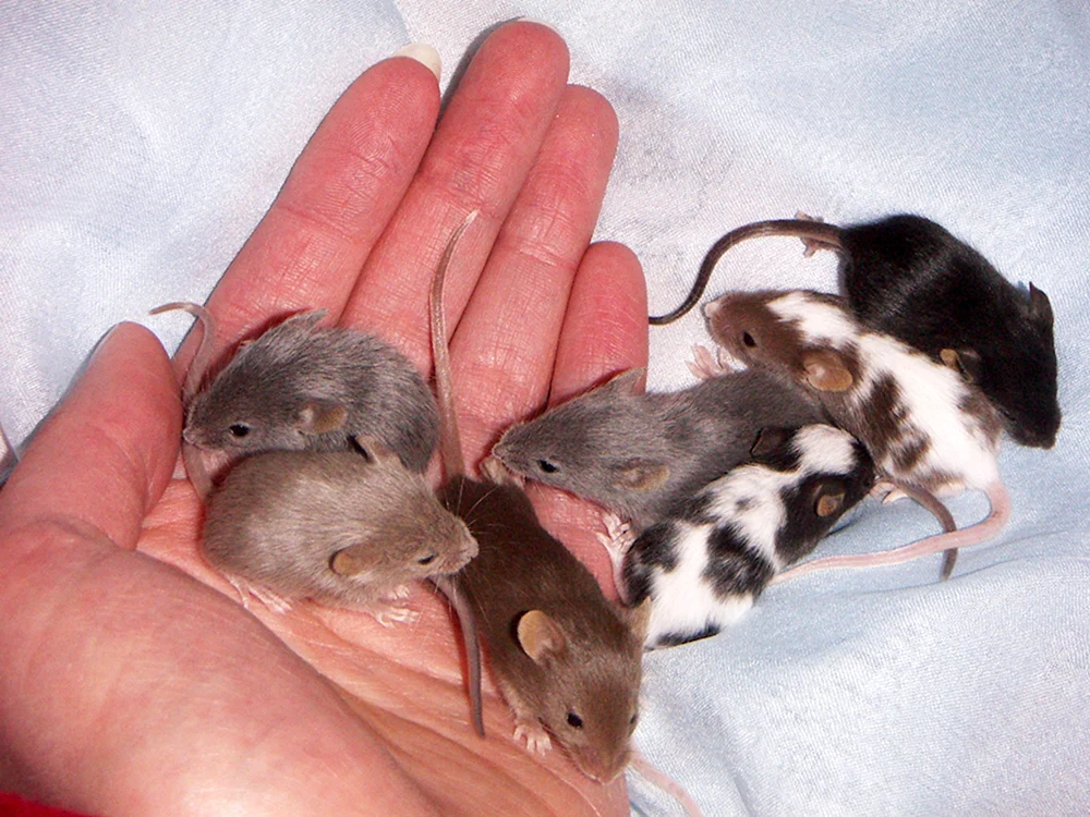 Satin-Dumbo-Ratte
