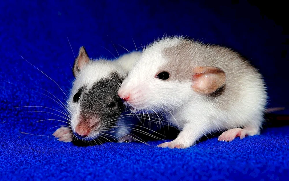 Junger Albino Hamster