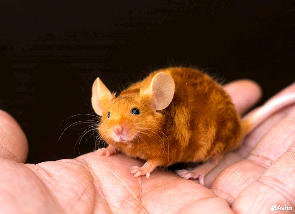 Dumbo Rex Küken