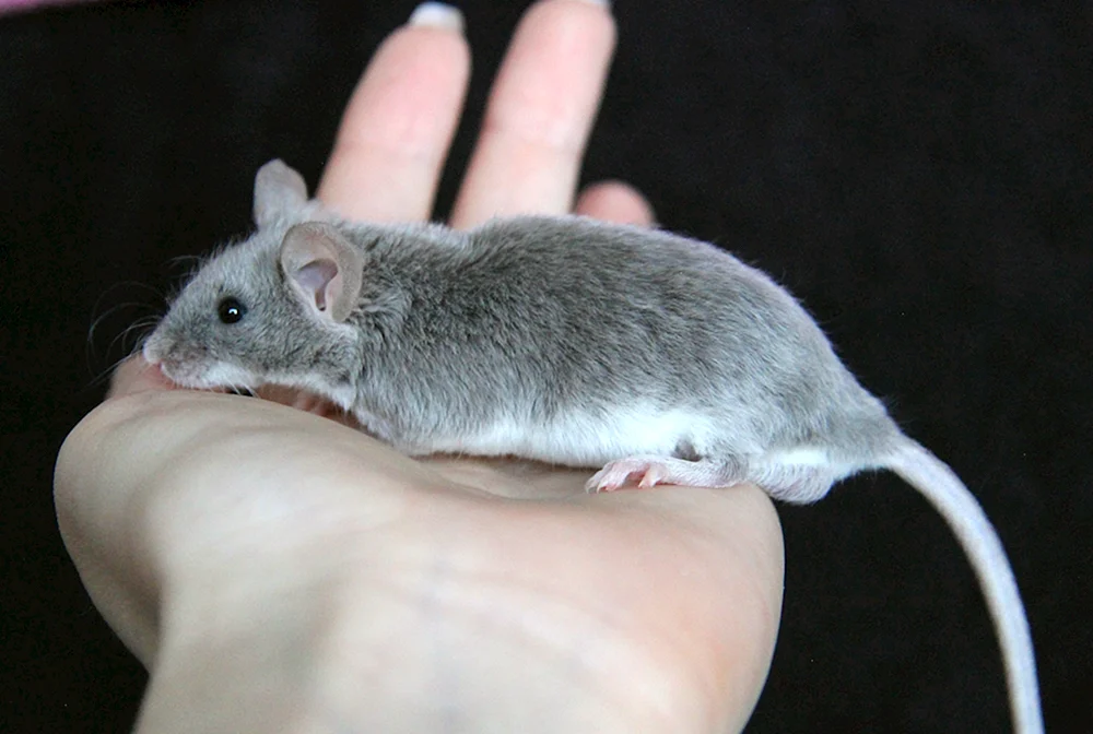 Dumbo Agouti
