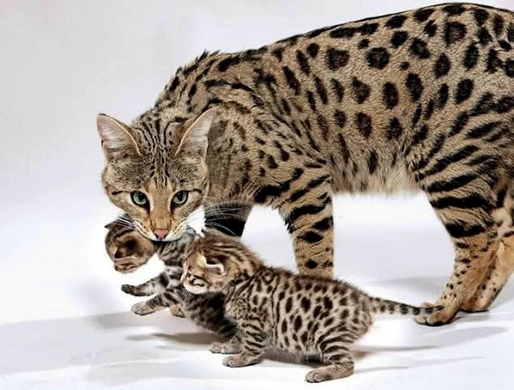 Wildkatzenjunge