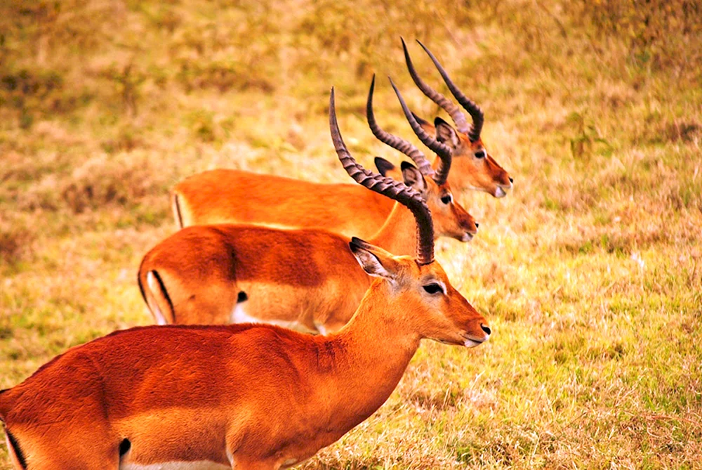 Afrikanisches Nashorn in der Savanne
