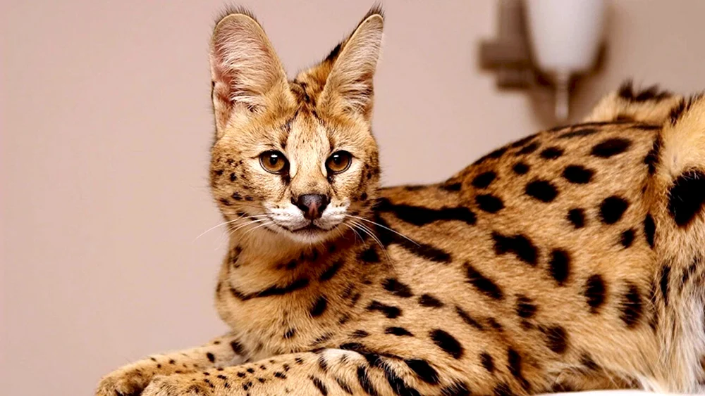 Abyssinian-Katzenrasse