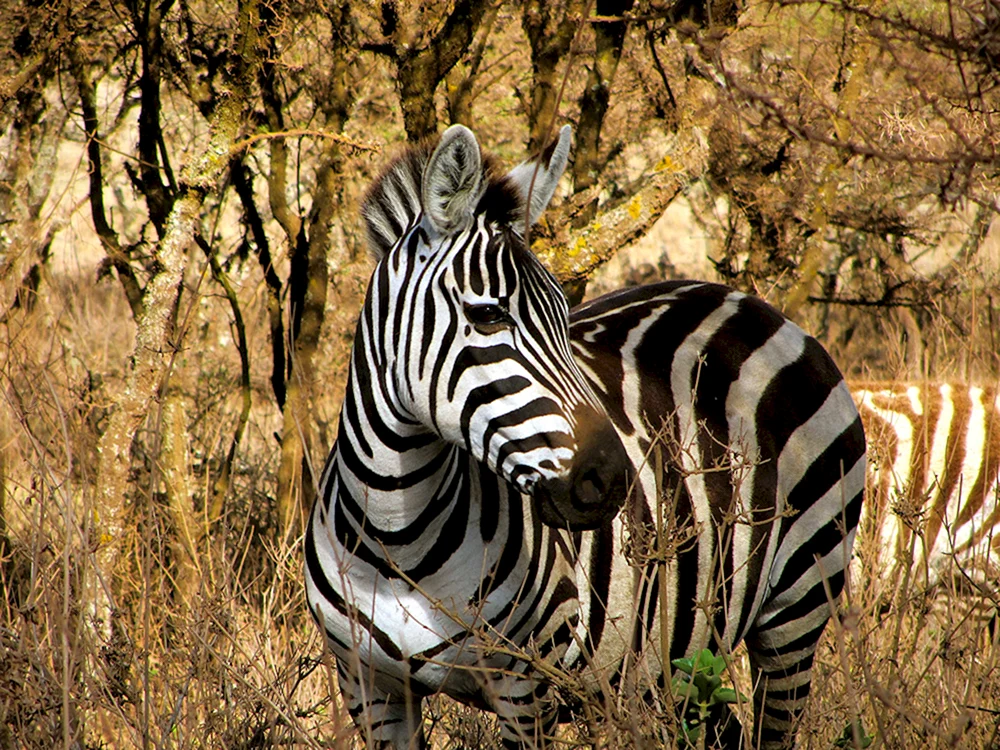 Zebra-Kräuterfresser-Tier