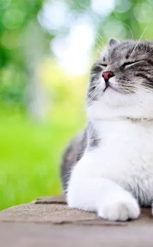 Glückliche Katze