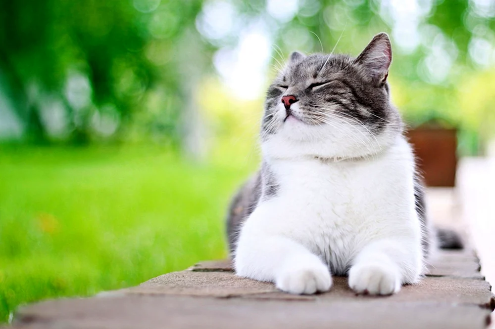 Glückliche Katze