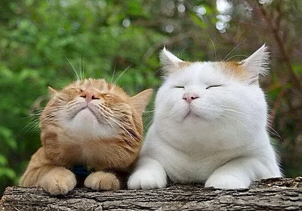 Glückliche Katze