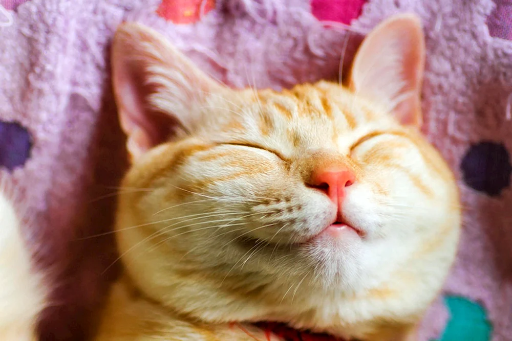 Glückliche Katze