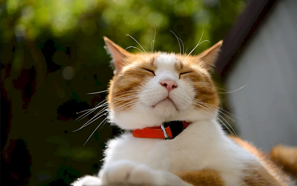 Glückliche Katze