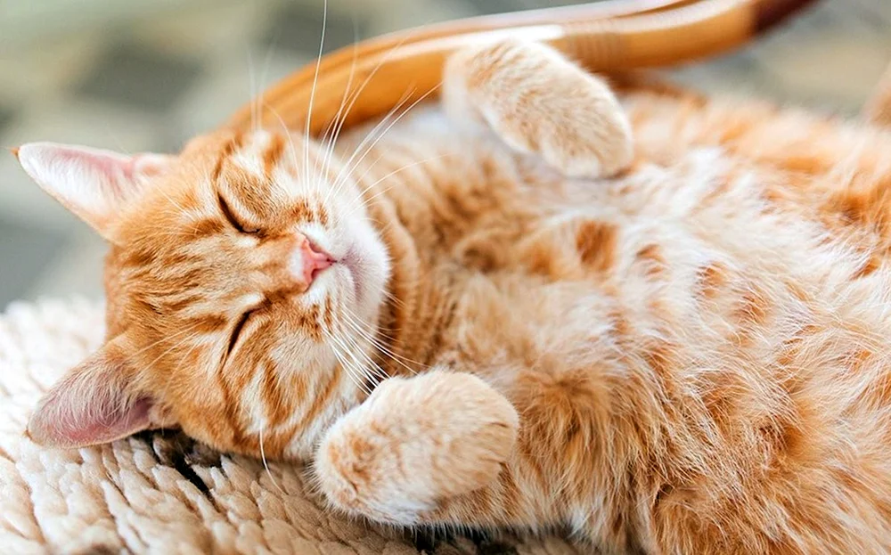 Glückliche Katze