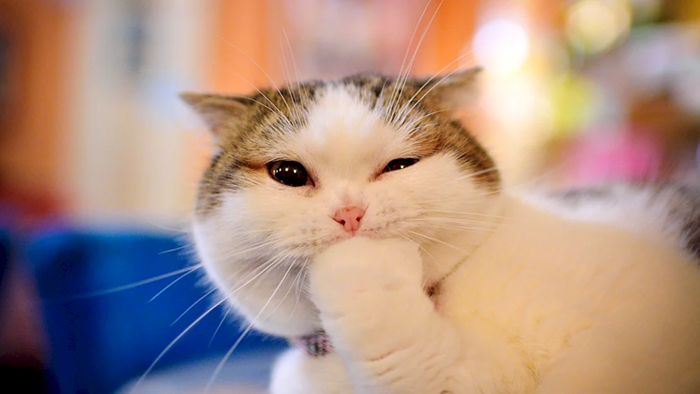 Katze lächelnd
