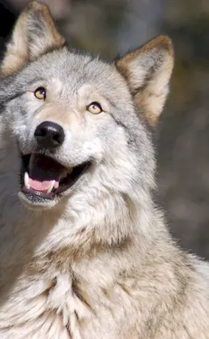 Fröhlicher Wolf