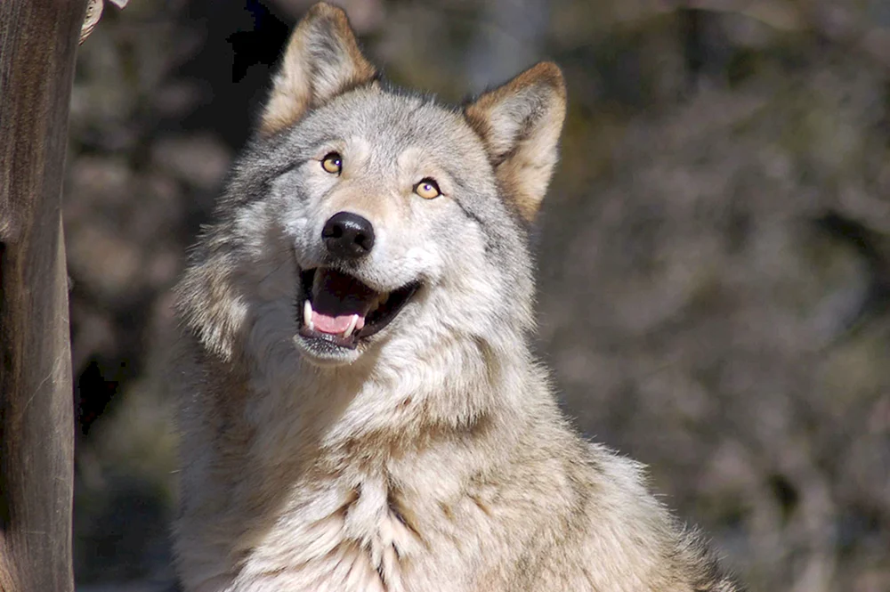 Fröhlicher Wolf